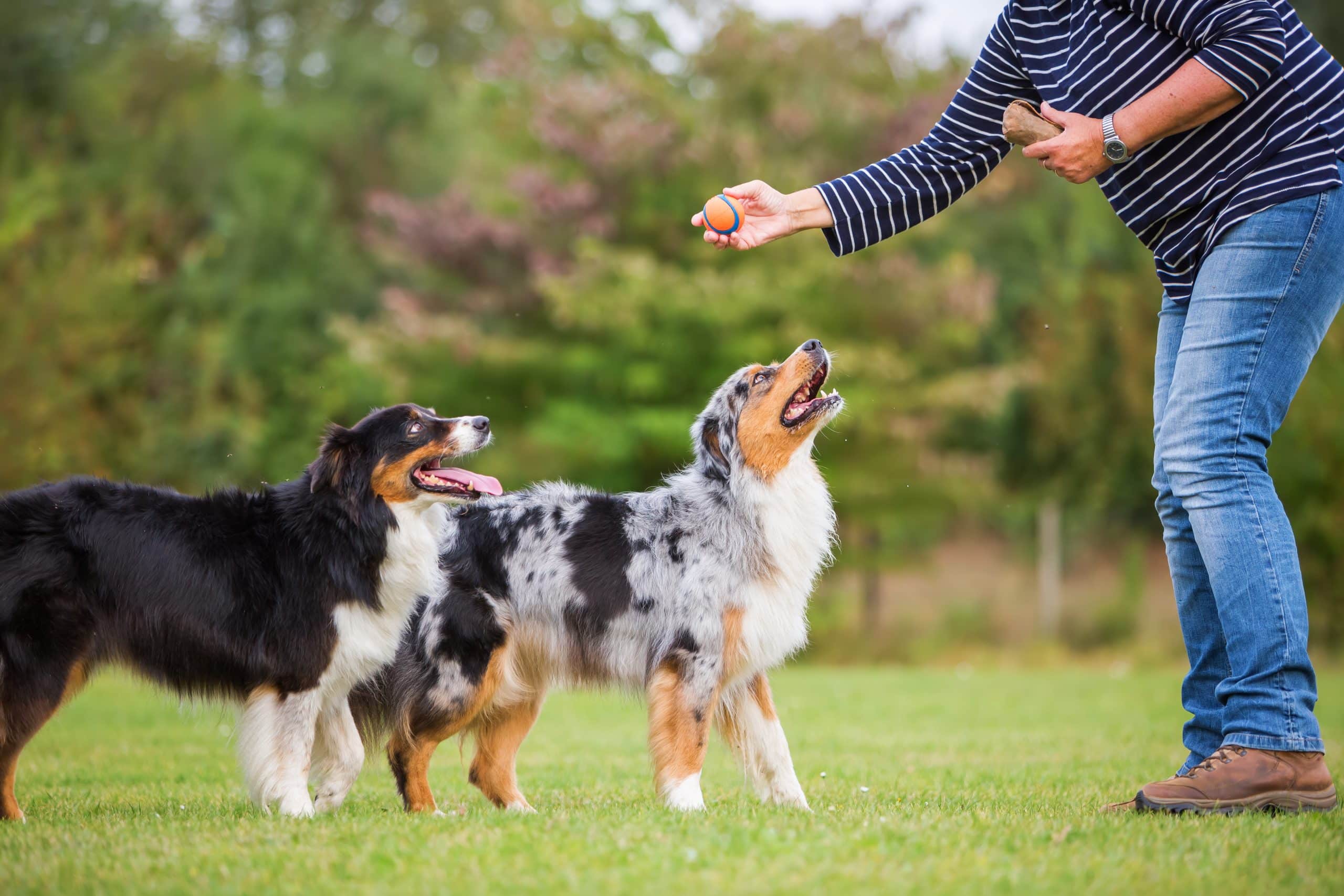 shutterstock_510149947