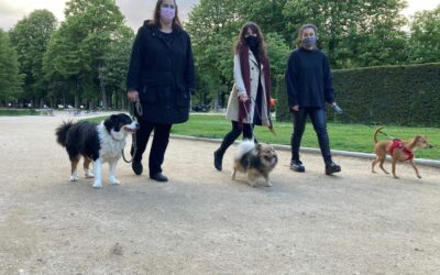 Les Promeneuses du couvre-feu : un groupe pour éviter aux femmes de sortir seules leur chien !
