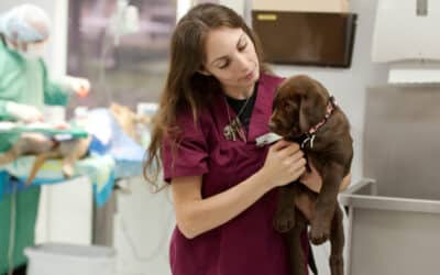 La formation Auxiliaire vétérinaire renouvelle son titre RNCP