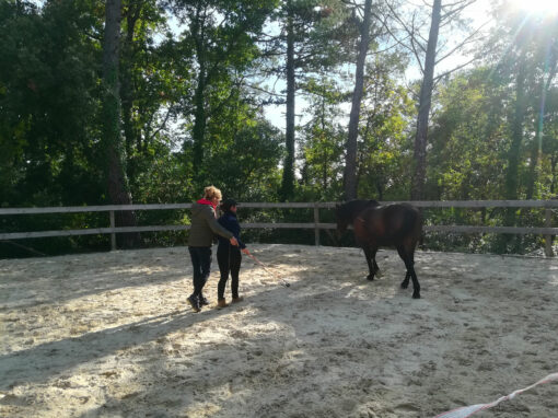 EQUI-COACHING-1