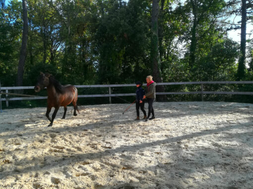 EQUI-COACHING-2