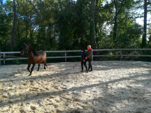 EQUI-COACHING-3