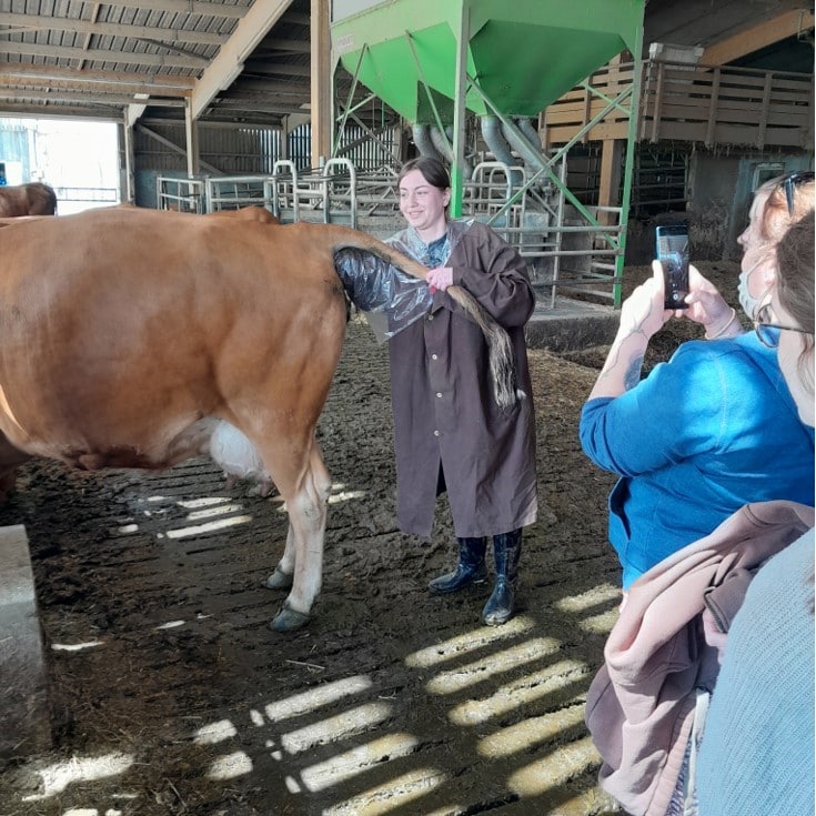 Étudiants apprenant le travail d'un vacher et réaliser le fouillement d’une vache lors d'une excursion agricole