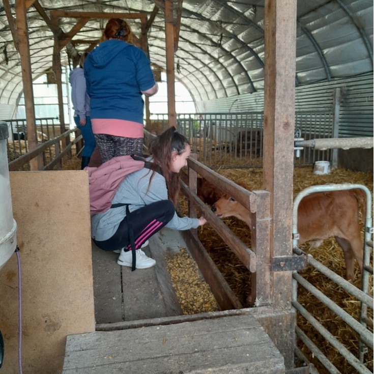 Des élèves nourrissent des veaux lors d'une excursion à la ferme