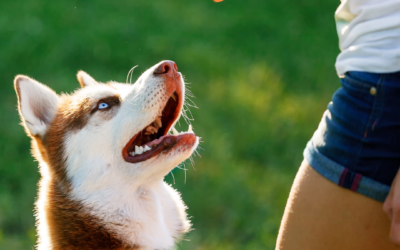 La formation éducateur canin arrive à La Motte-au-Bois