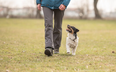 Nouvelle formation Éducateur canin à Strasbourg