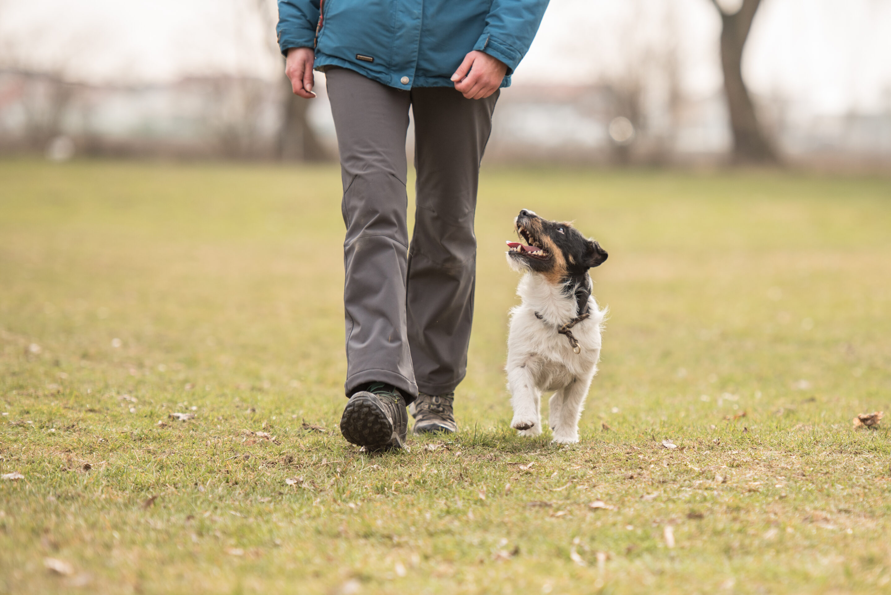 Chien sans laisse suivant son éducateur canin lors d’une séance de formation pratique à l’Institut Bonaparte