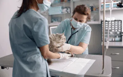 La formation Auxiliaire Spécialisé Vétérinaire renouvelle son titre RNCP