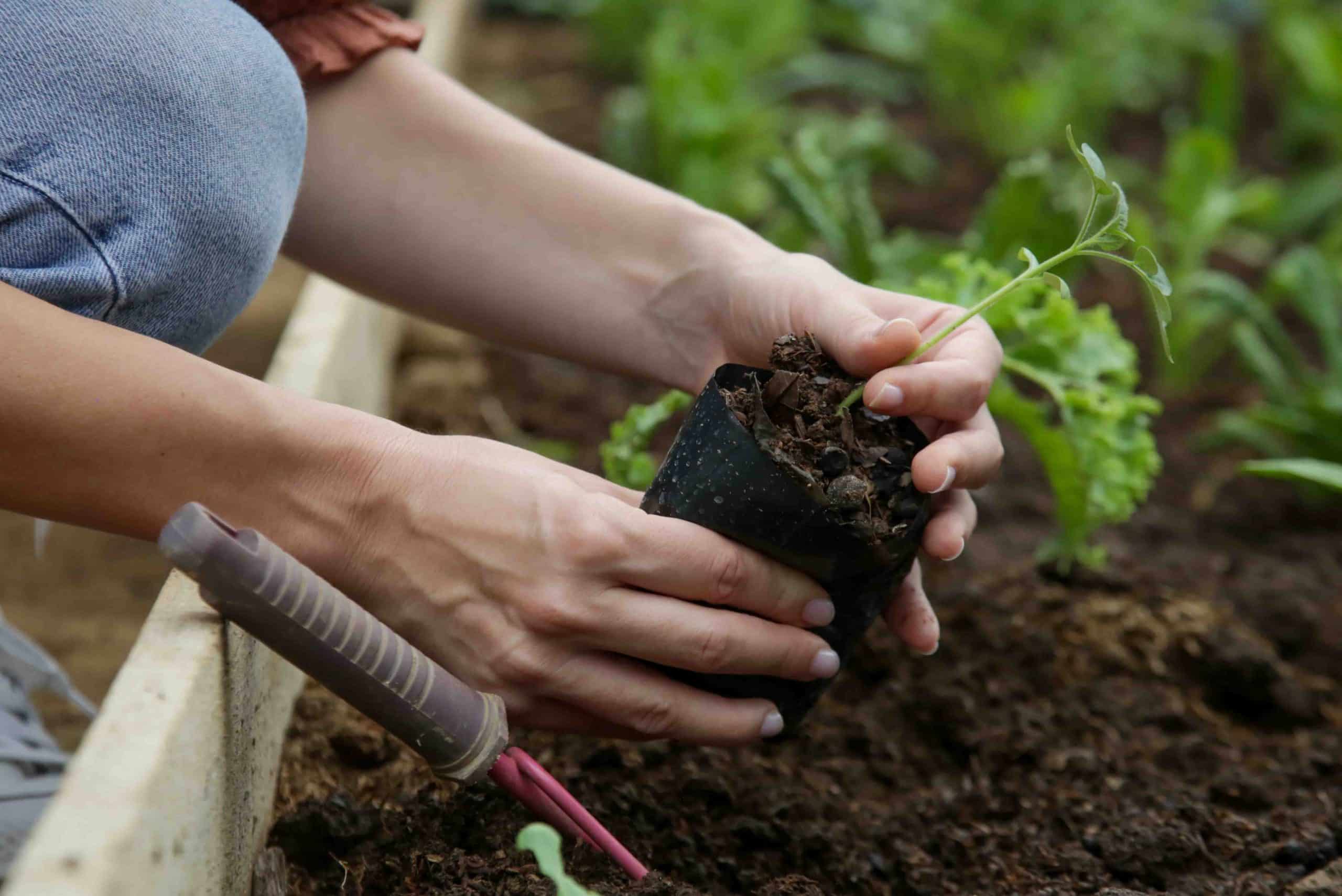 Personne plantant un jeune plant en jardinerie, illustration des compétences enseignées à l’Institut Bonaparte.