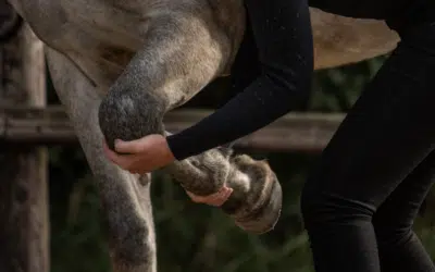 L’ostéopathie animale : une vocation au service du bien-être animal
