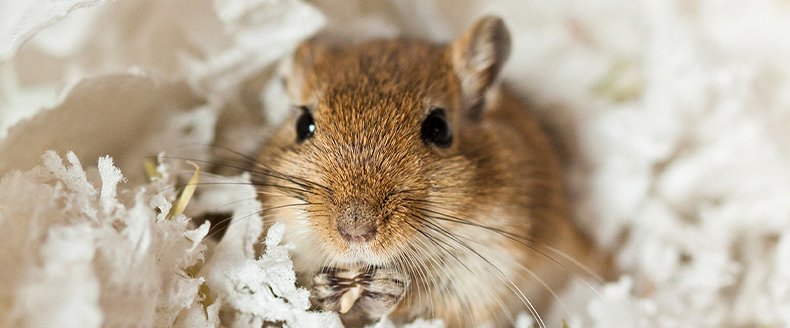 Petit rongeur dans sa litière en animalerie, exemple pédagogique de la formation Institut Bonaparte
